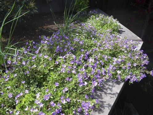 Close up of plants over retaining wall