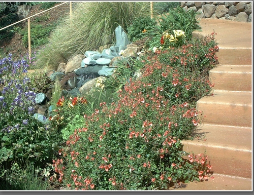 Colorful groundcover