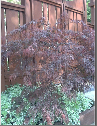 Japanese Maple