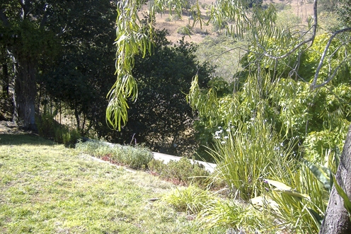 Old lawn before