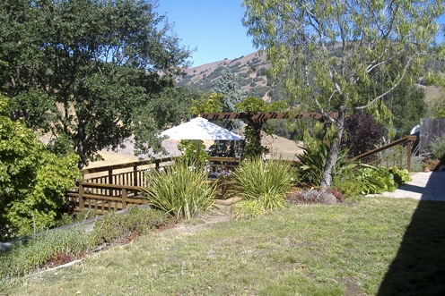 Old lawn before the work