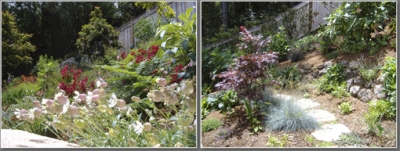 Perennial flowers