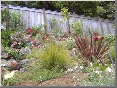 After: The hillside one year after planting