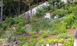 Perennials cover the soil and provide year round color