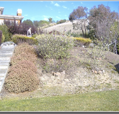 Before: this is what it looked like when I first saw the yard