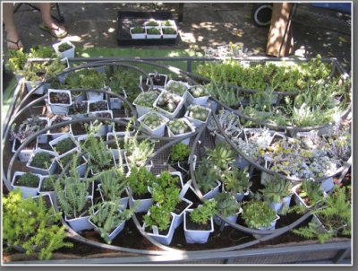 Succulents in pots