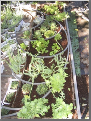 Close  up of planting