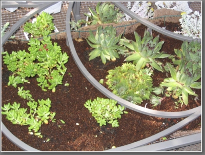Succulents