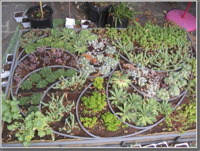 Fully planted