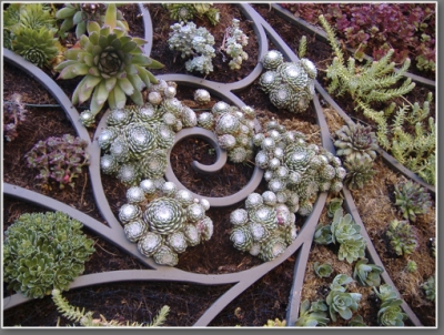 Center of Nautilus planter