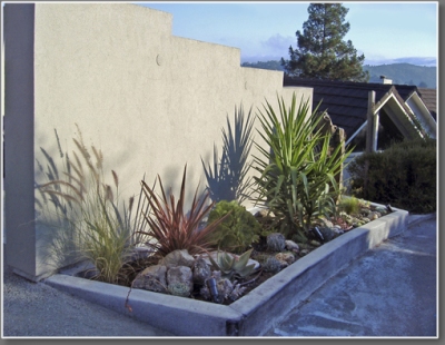 Grasses and succulents