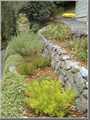 Drought resistant and deer resistant planting in the terraced areas