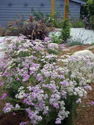 Pink Yarrow