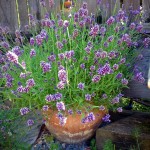 Even More Great Herbs in the Edible Landscape