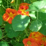 More Great Herbs in the Edible Landscape