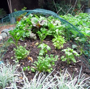 Edible Landscapes need protection
