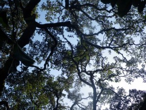 Large trees give a lot of leaves