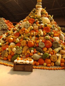 A whole pile of pumpkins, gourds and squash