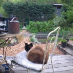 Cat and Dog - Go Away from my Garden Beds!