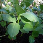 Fava Beans for Fall Cover Crop in Your Edible Landscape