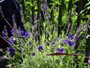 Lavender
