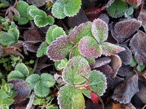 Frost on strawberries