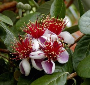 Edible blossoms from the pineapple guava