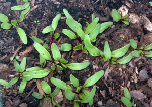 Healthy, hardy beets germinating outdoors