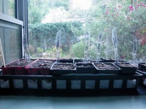 sowing seeds