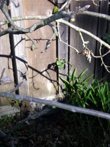 Prune out the crossing branches