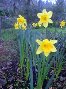 Spring flowers