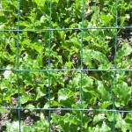 How to Keep Birds from Eating Your Seedlings 