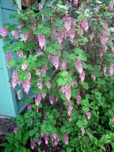 Pink flowering currant