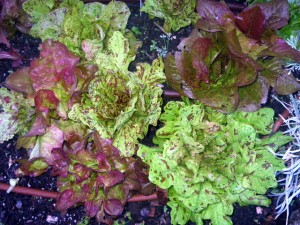 Lettuce with drip irrigation