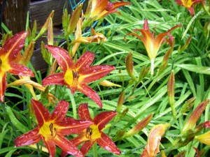 Hemerocallis - Edible flowers - look good and taste good
