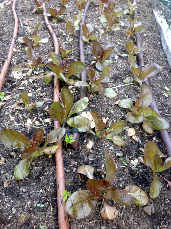 Edible Landscaping in Drought – Yes, you can do it!